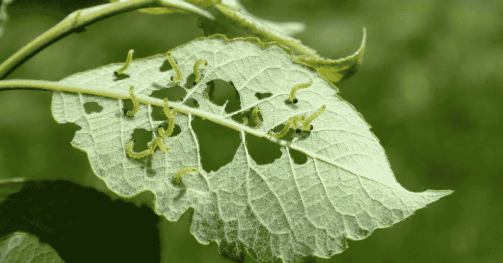pests control plant protection