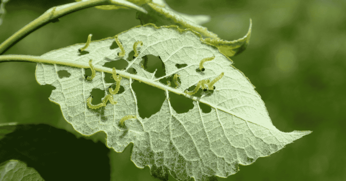 Top 5 Pests Threatening Crops & How to Control Them | IPM Guide