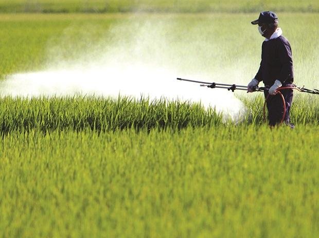 Farmer manually applying MaxxGro technical agrochemicals in a rice/paddy field in India, demonstrating effective on-field application and product efficacy with traditional spray methods.
