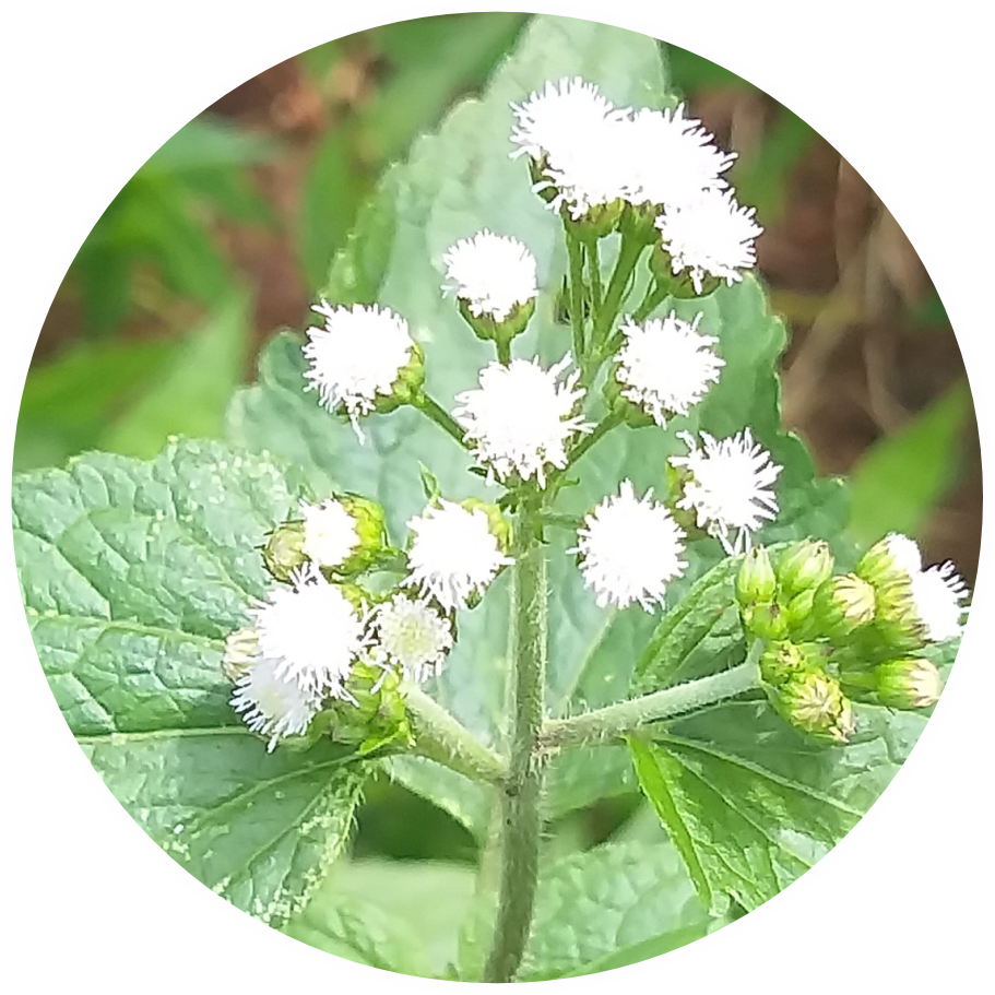 Close-up of Ageratum weed with white flowers, a persistent broadleaf weed challenge in Indian fields, highlighting the need for MaxxGro's specialized technical agrochemicals for control.