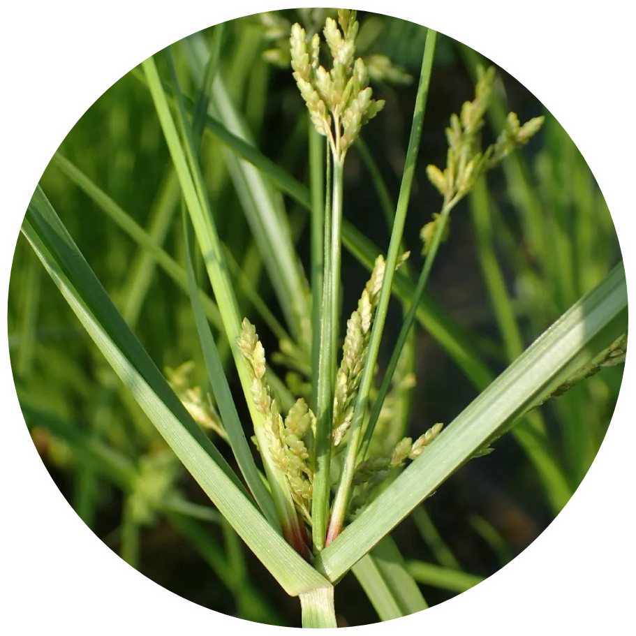 Close-up of Purple Nutsedge (Cyperus rotundus) weed, a notoriously difficult competitor in Indian agriculture, underscoring the necessity for MaxxGro's technical agrochemical control solutions.