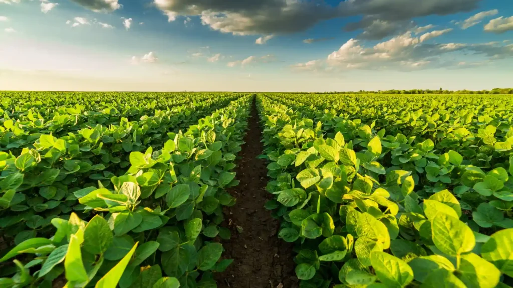 Healthy, pest-free soybean field rows growing under a clear blue sky with Deep Soil crop protection insecticides.