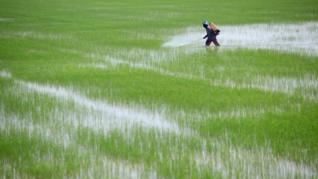 Farmer applying sustainable crop protection spray across a flooded green rice paddy field.