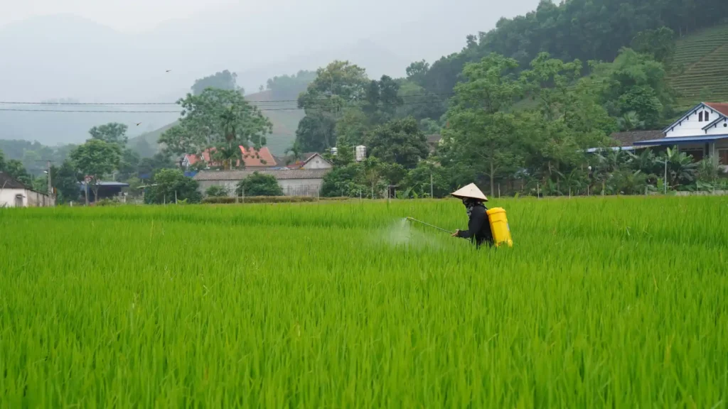 Farmer applying targeted fungicide spray with a backpack sprayer in a lush green rice paddy field.