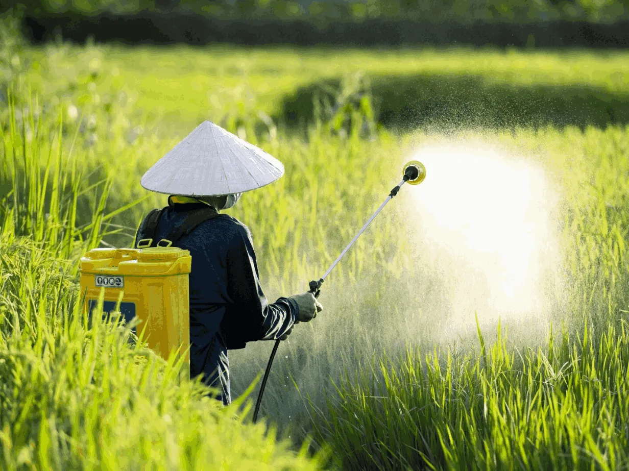 Dedicated farmer wearing a traditional conical hat, manually applying crop spray in a vibrant green rice/paddy field, symbolizing MaxxGro's commitment and partnership with growers in agriculture.