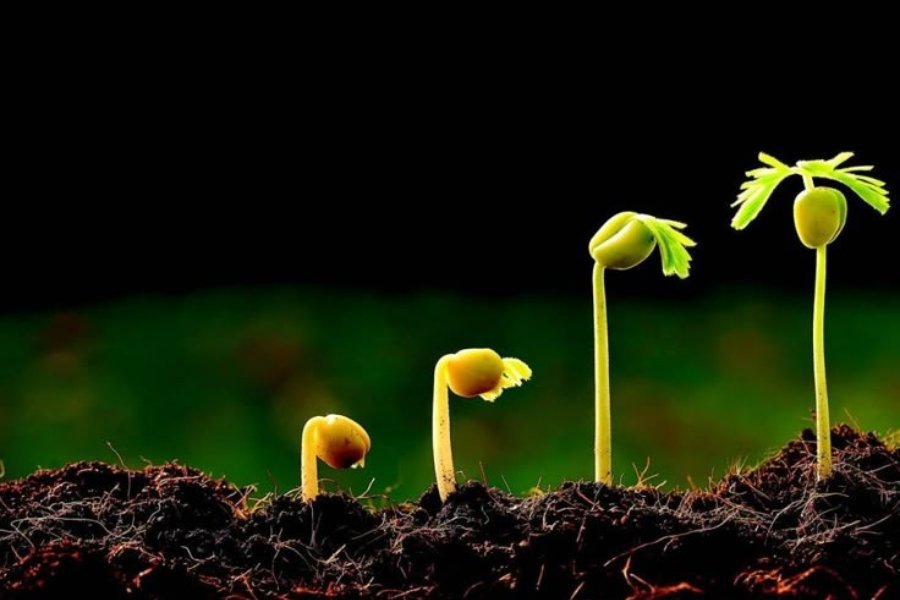 Four sequential stages of a plant seedling emerging from the soil in a dark background, illustrating seed germination, early growth, and the successful life cycle supported by MaxxGro agrochemical solutions.