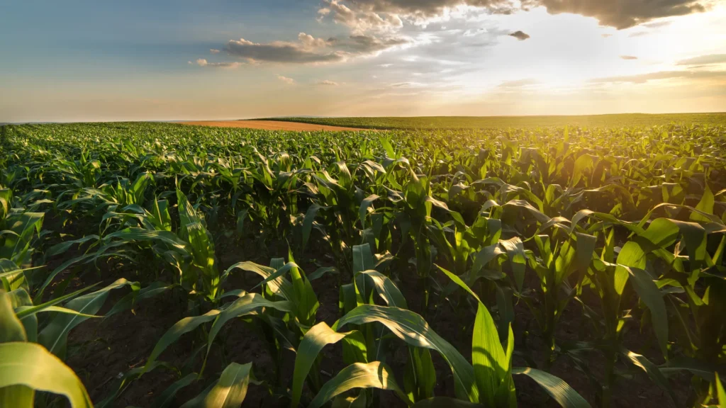 Lush green crops thriving under sunlight in India, representing climate-smart agriculture and soil health practices by Deep Soil Agrology Limited.