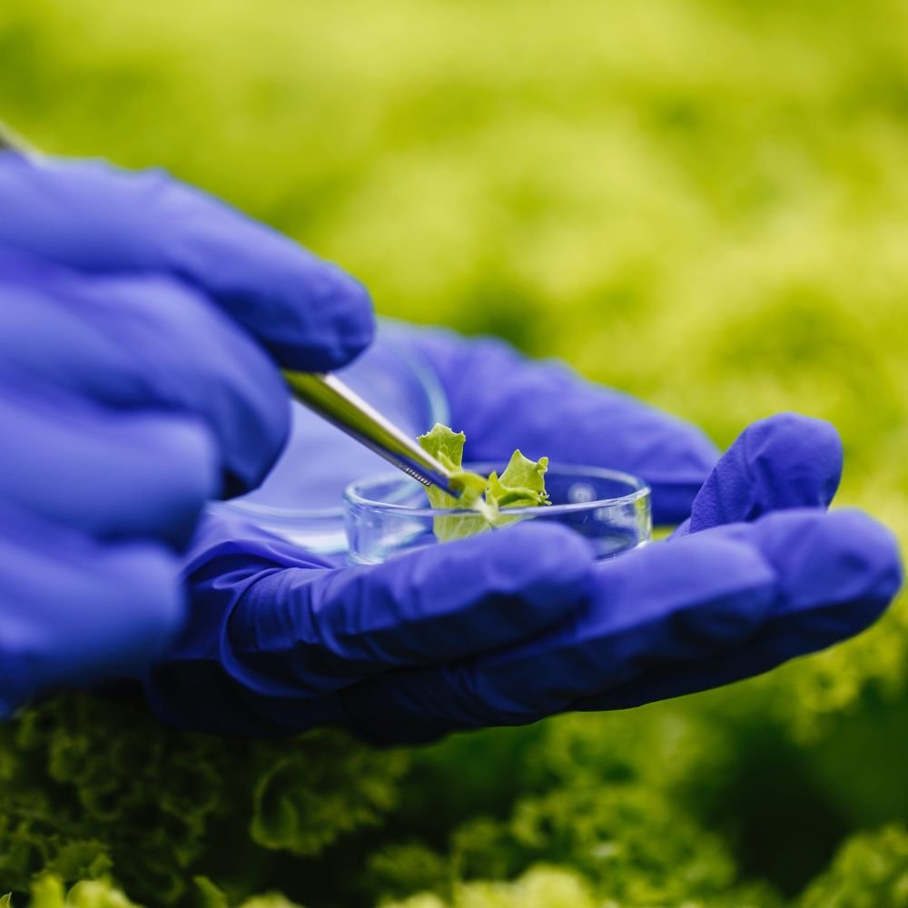 Scientist in blue gloves holding a petri dish with a small green seedling, representing our mission for sustainable agriculture and future growth.