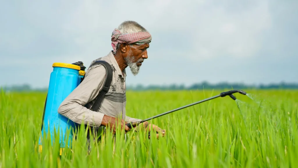 A farmer spraying Deep Soil herbicide in a wheat field in India to protect crops from weeds.