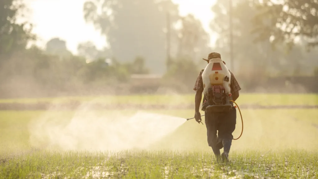 Indian farmer spraying Deep Soil herbicide for weed control in paddy field India