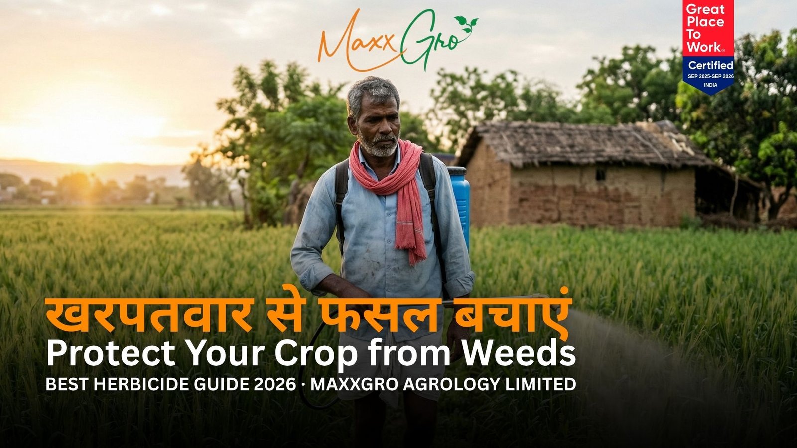 A farmer spraying MaxxGro herbicide in a wheat field in India to protect crops from weeds.