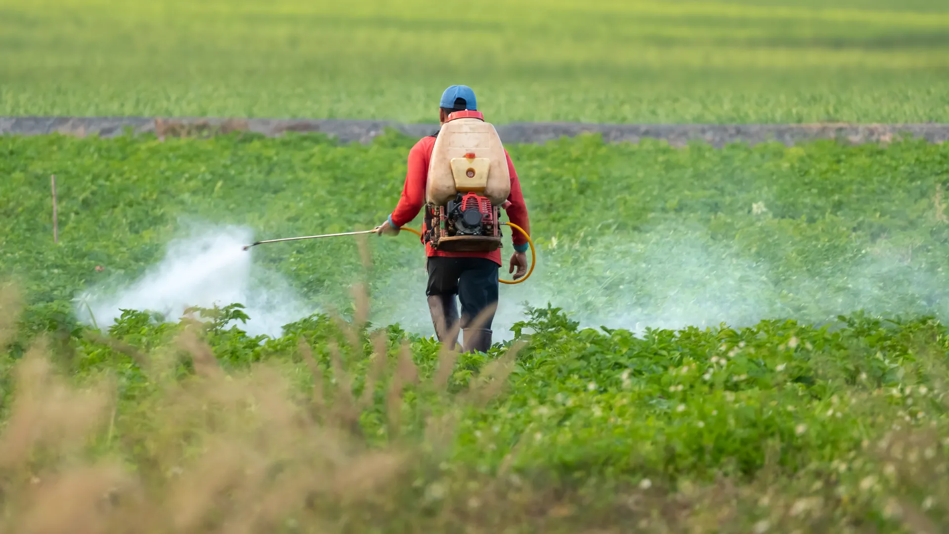 A farmer using Deep Soil herbicides in an Indian wheat field with spraying, driving India’s 2026 agri-revolution.