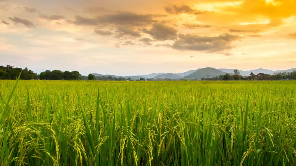 A high-tech agricultural drone spraying crops, representing the future of sustainable agrochemicals India 2026 for advanced crop protection and a Viksit Bharat | Deep Soil