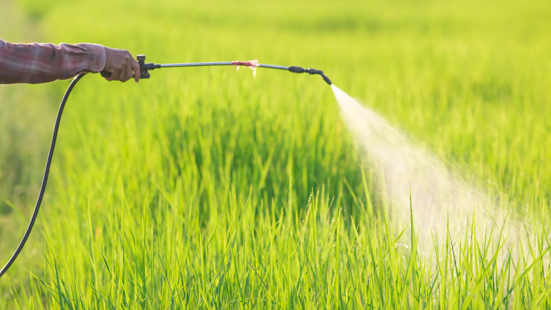 A farmer spraying the best fungicide for paddy crop in India 2026 to protect rice plants from blast and blight disease | Deep Soil Agrology Limited