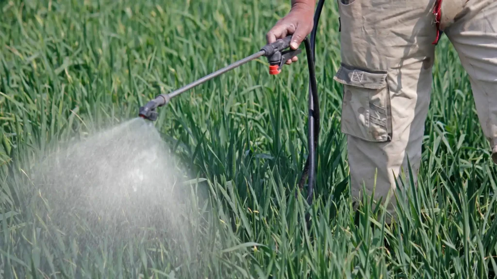 Healthy Indian agricultural crops protected with fungicides illustrating a complete guide to choosing the right fungicide for crop protection in India by Deep Soil.
