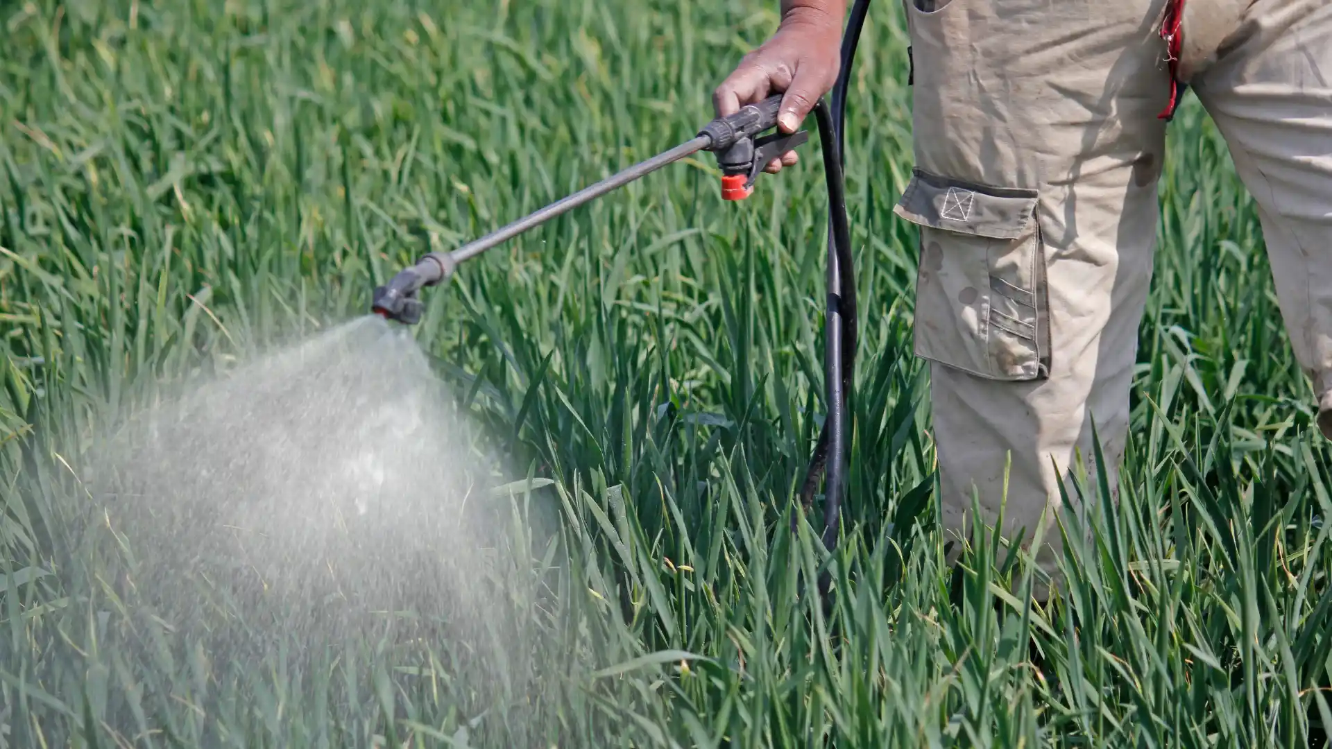 Healthy Indian agricultural crops protected with fungicides illustrating a complete guide to choosing the right fungicide for crop protection in India by Deep Soil.