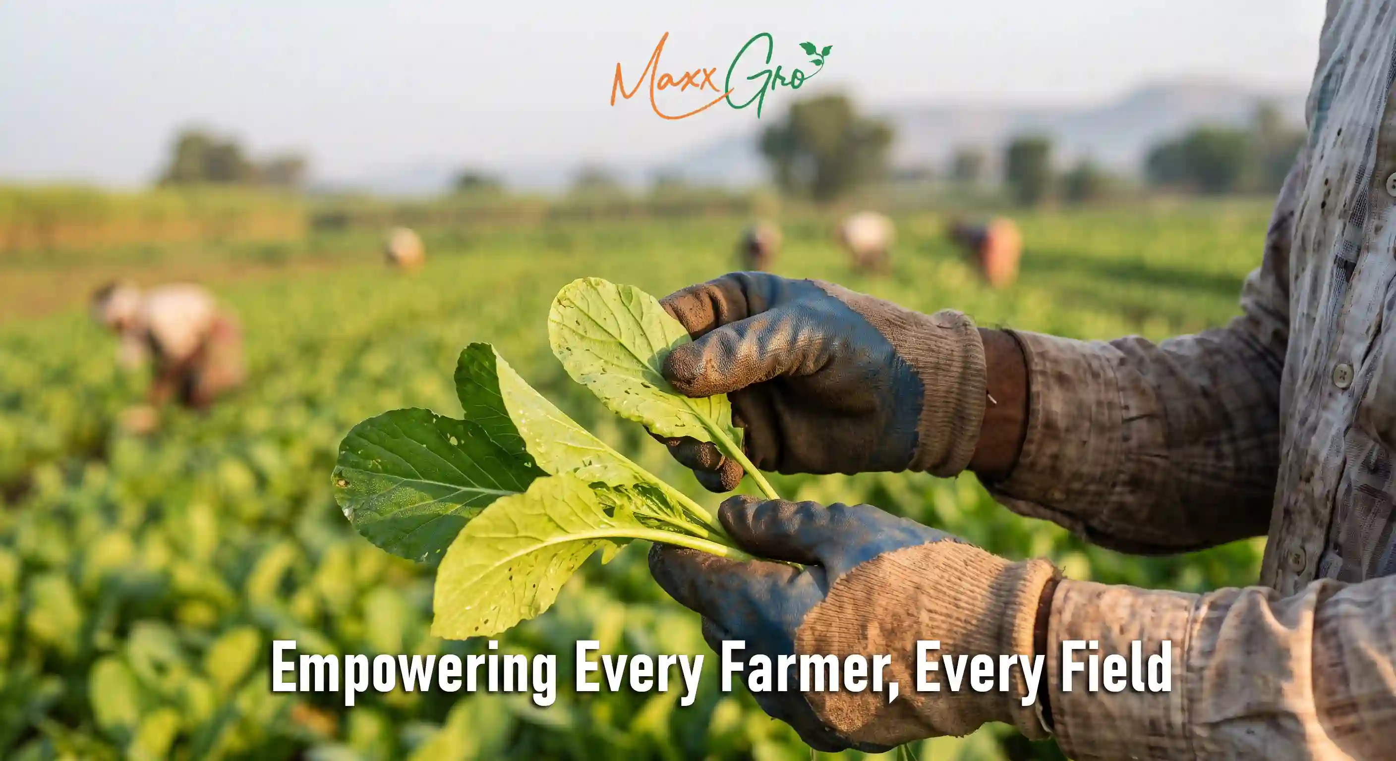 Best agrochemical companies supplying products in India - MaxxGro farmer inspecting healthy crop leaves